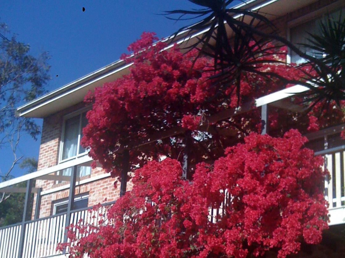 Linley House Bed & Breakfast Sydney Bagian luar foto